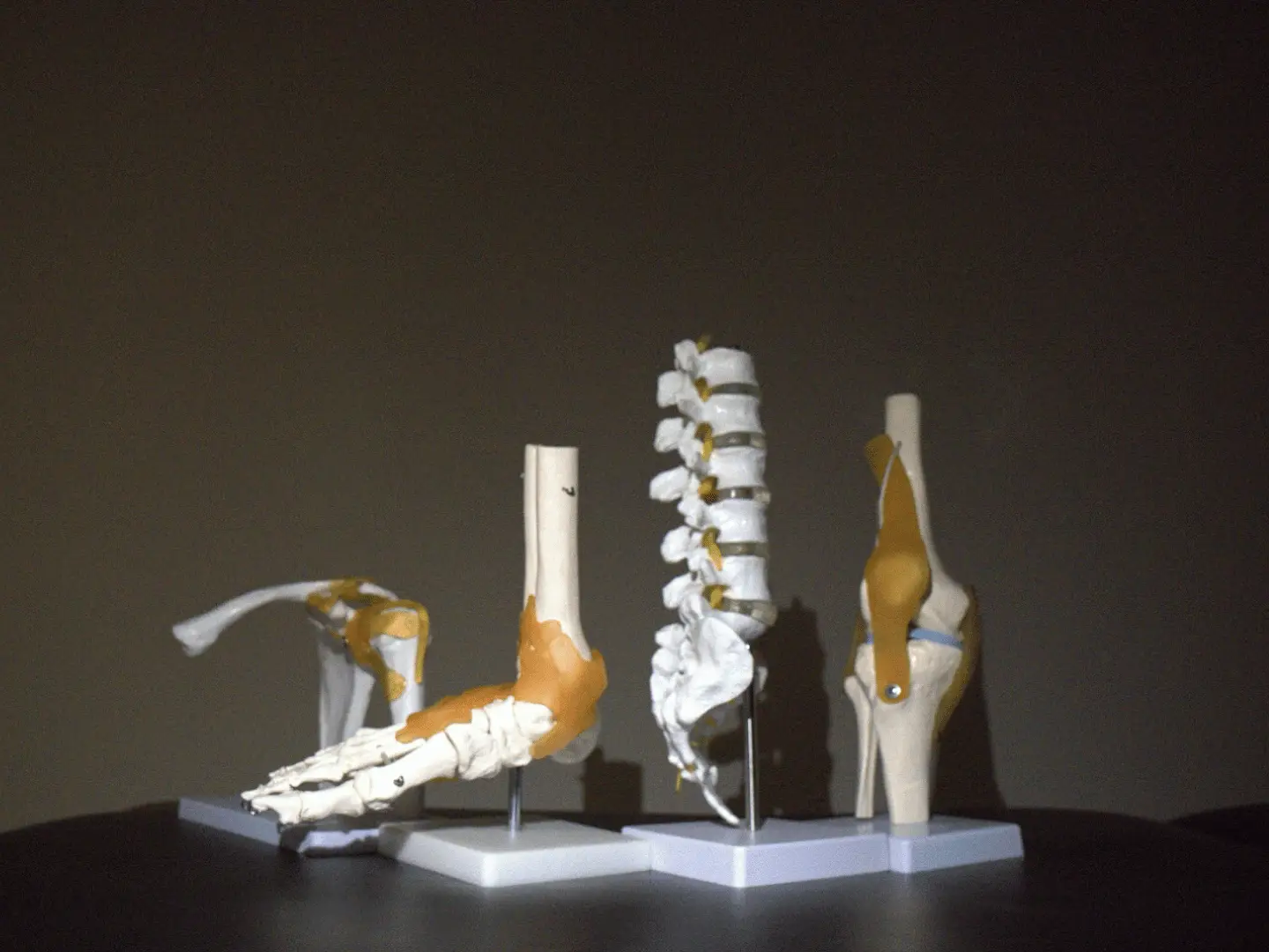 Anatomical models showing the spine and joints